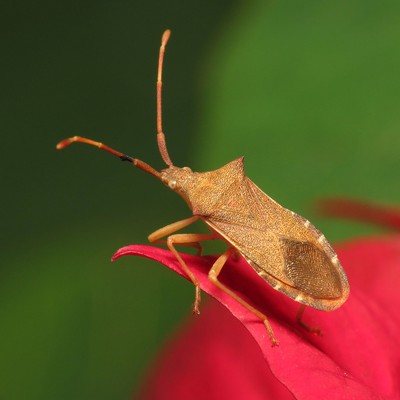 Image Squash Bugs