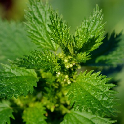 Image stingingnettle