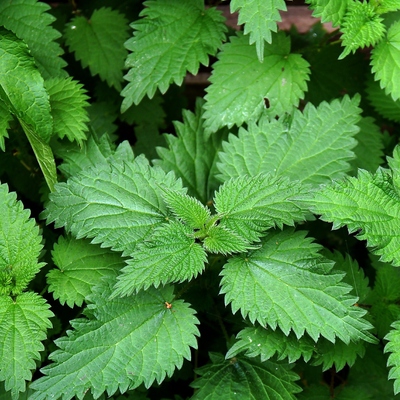Image3 stingingnettle