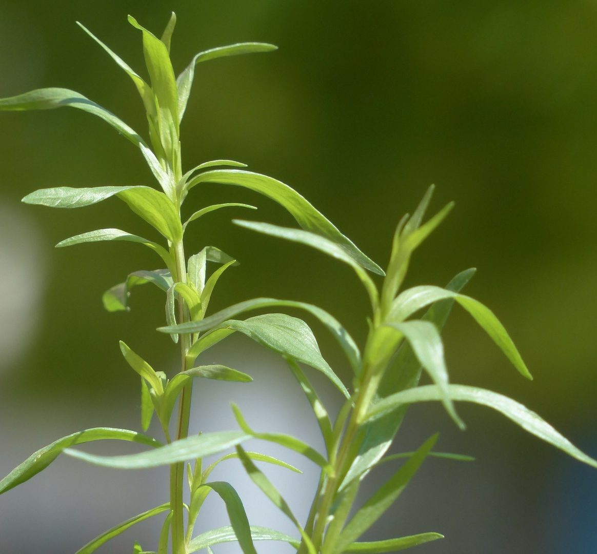Tarragon