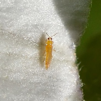 Image Thrips
