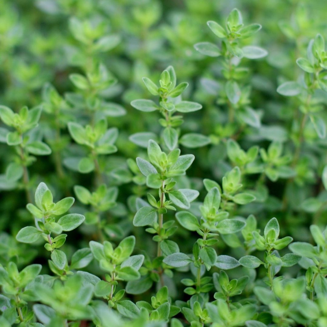 Thyme