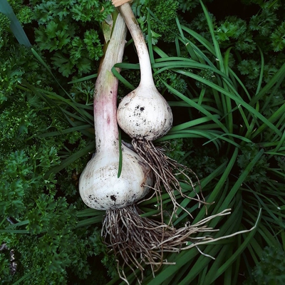 Image garlic