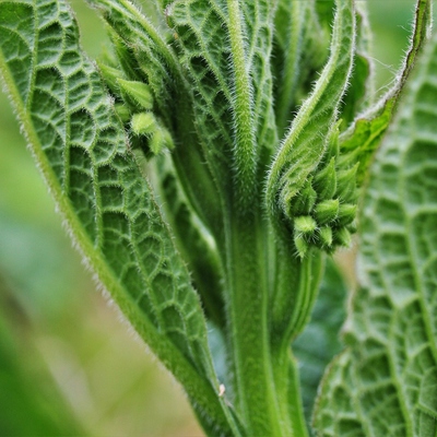 Image3 Comfrey