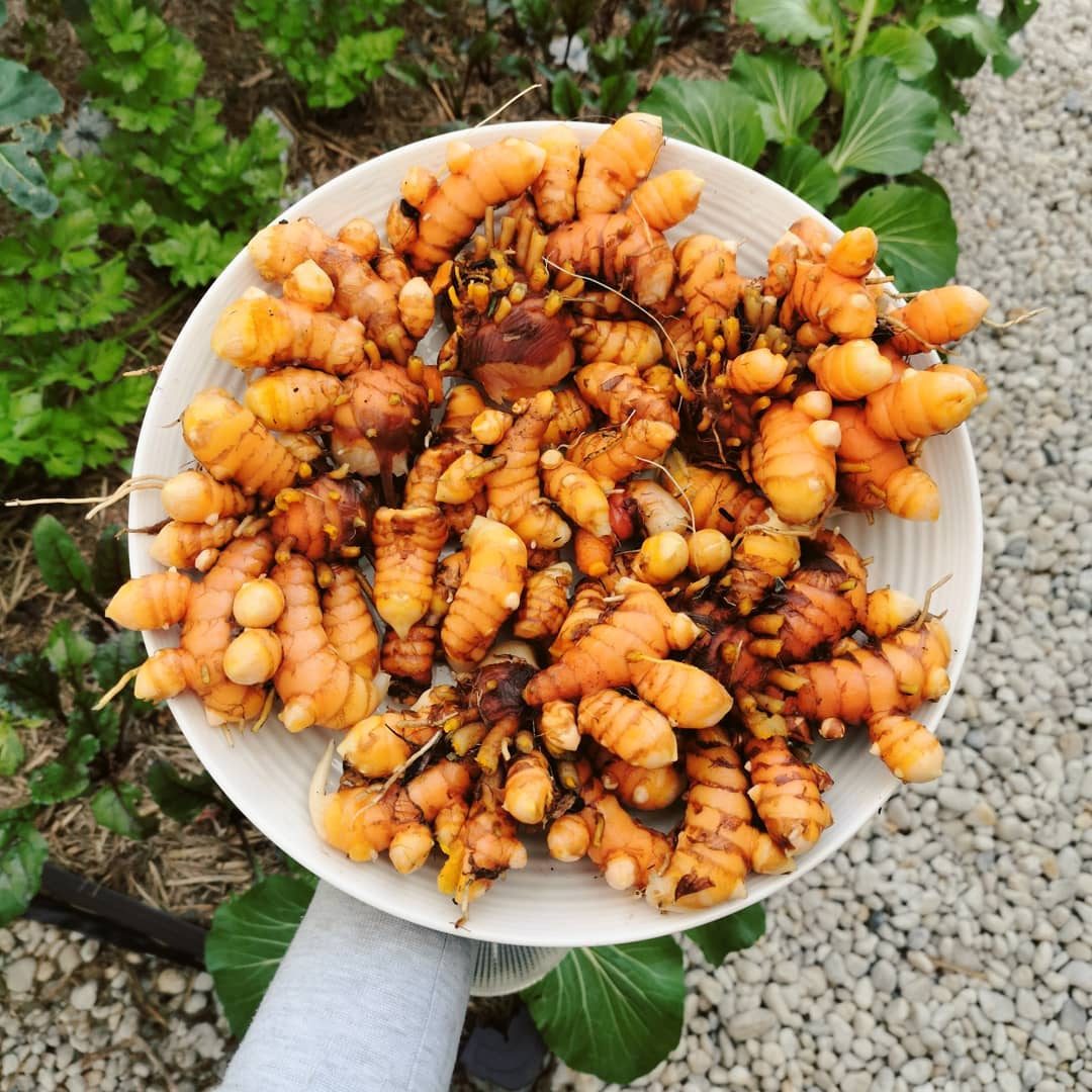 Turmeric