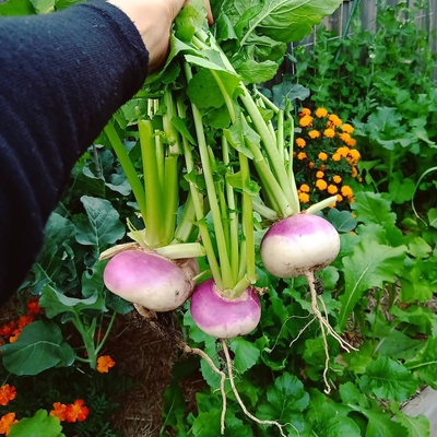 Image turnip