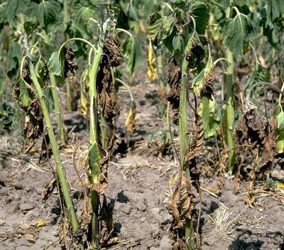 Image Verticillium Wilt