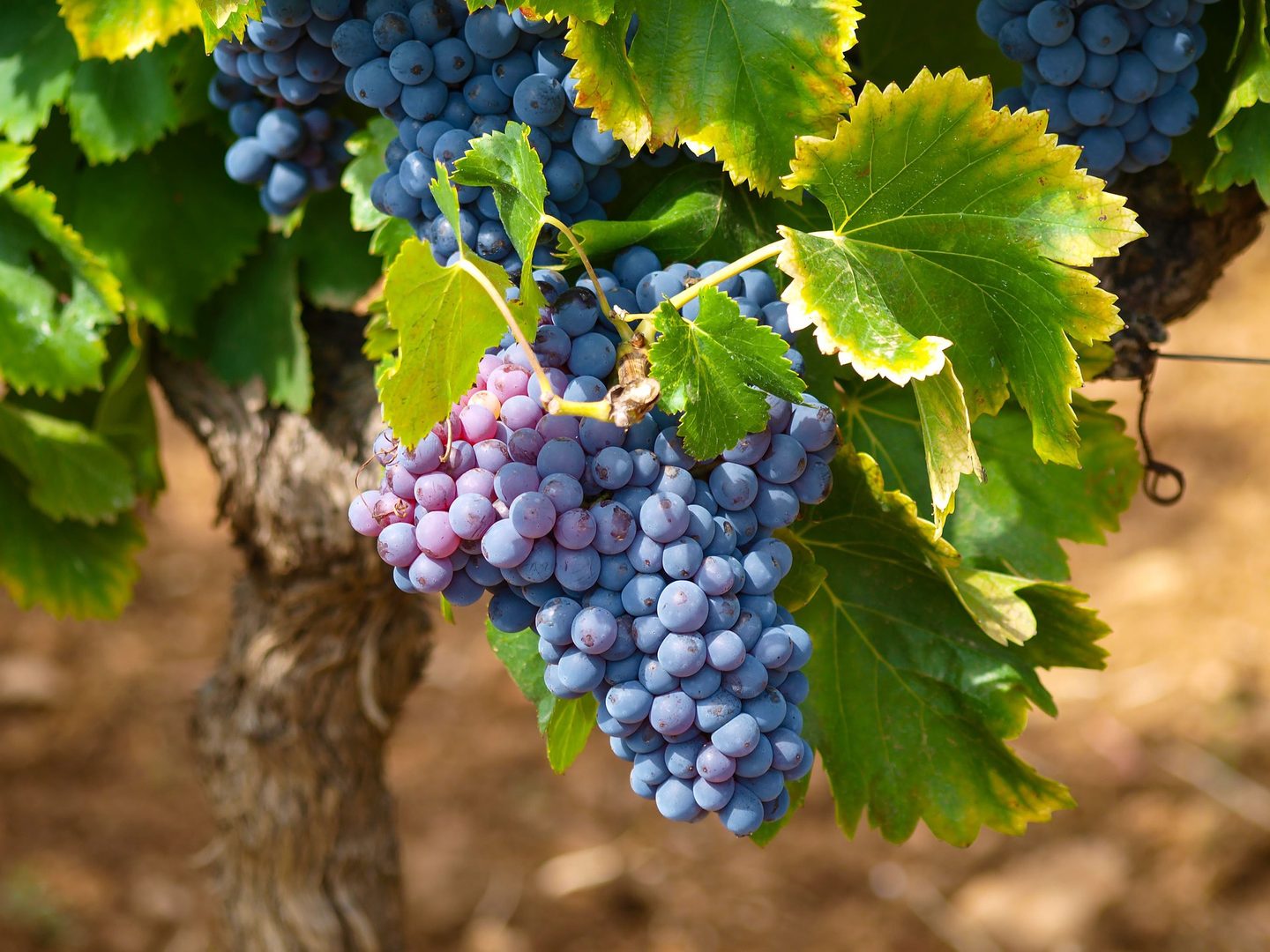Grape