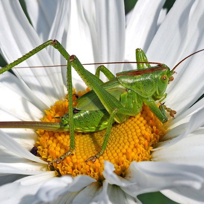 Image Grasshoppers