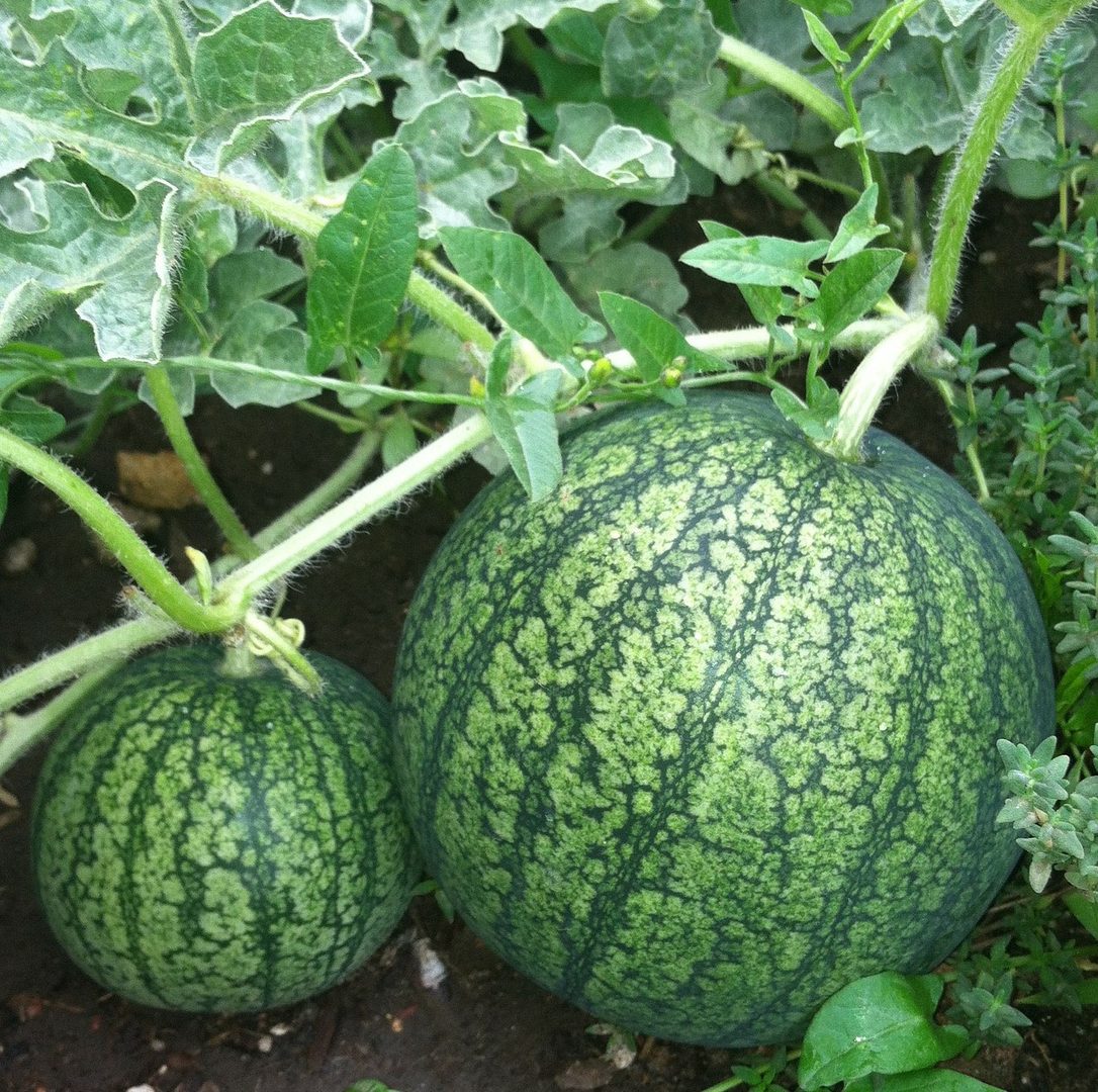 Watermelon