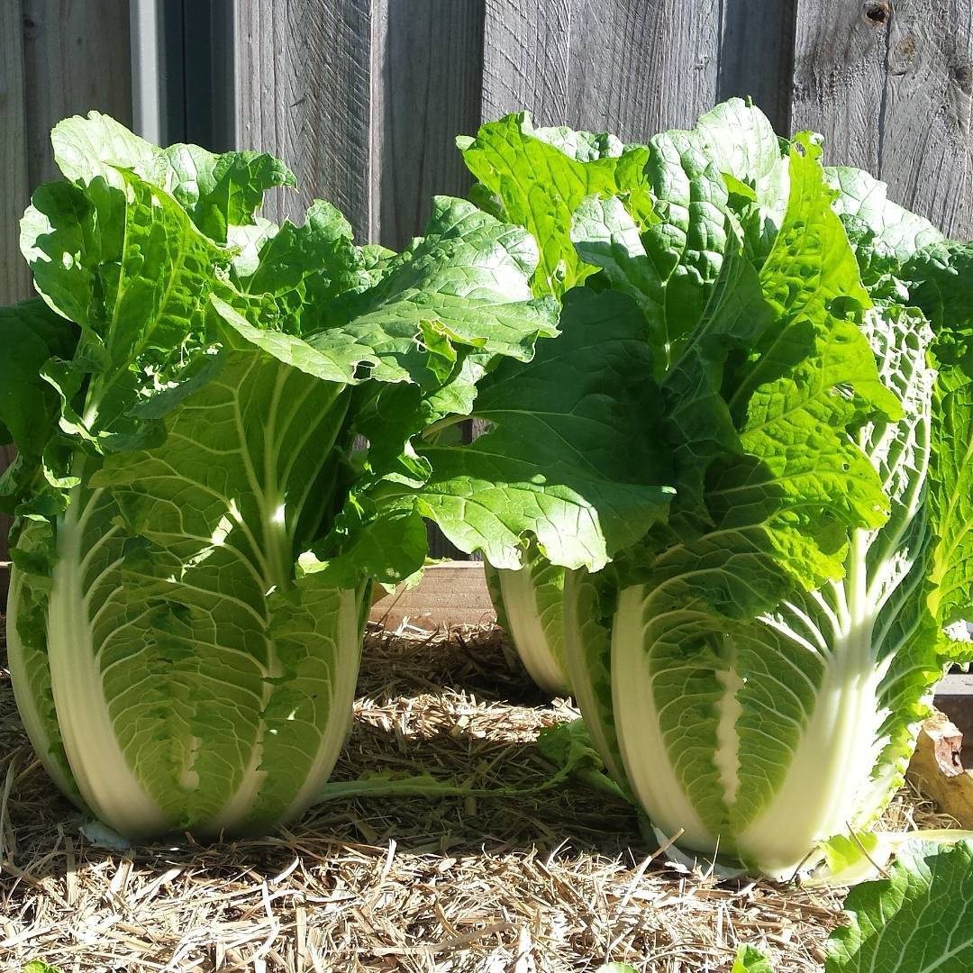 Chinese Cabbage (Wombok)