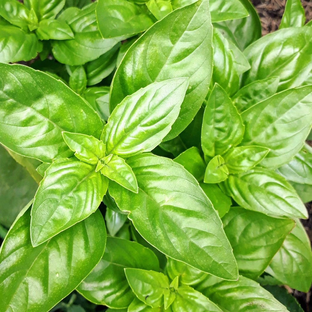 Growing Basil The Home Garden