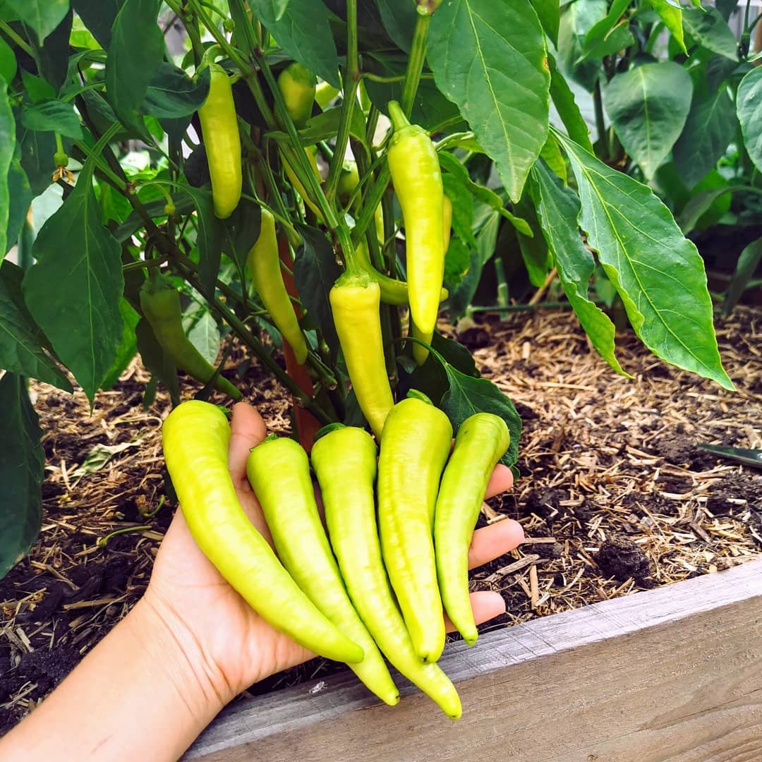 Sweet on sale banana pepper